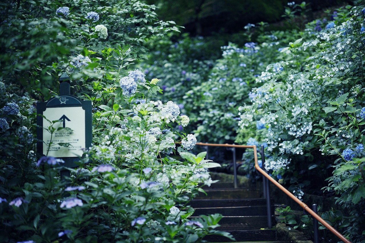 “涼”を感じ、爽やかな休日を。都会のリゾート”神戸布引ハーブ園”で「涼フェア」を開催中！旬のフルーツや食材をふんだんに使った季節限定メニューで癒しのひと時をお過ごしください。のサブ画像15_アジサイ見ごろ　7月下旬まで
