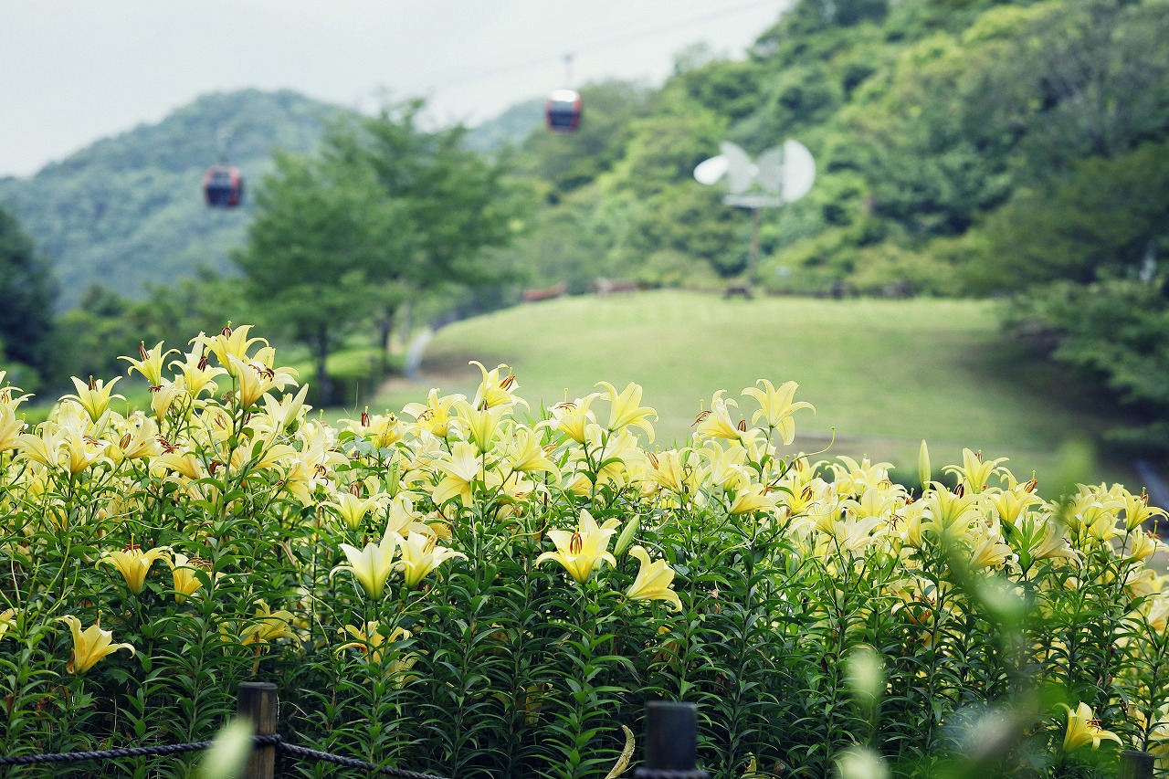 “涼”を感じ、爽やかな休日を。都会のリゾート”神戸布引ハーブ園”で「涼フェア」を開催中！旬のフルーツや食材をふんだんに使った季節限定メニューで癒しのひと時をお過ごしください。のサブ画像16_ユリ見ごろ　7月下旬まで