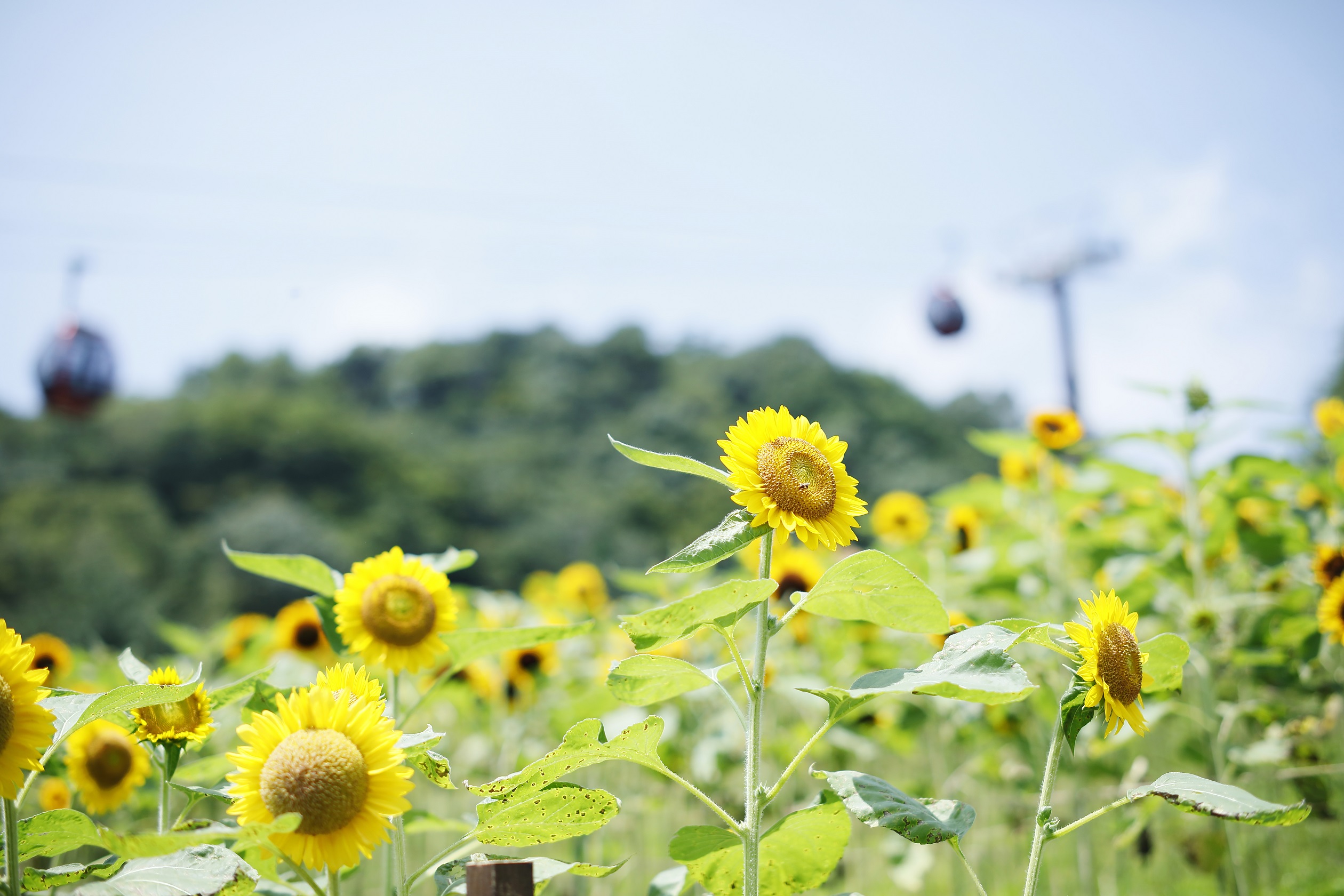 “涼”を感じ、爽やかな休日を。都会のリゾート”神戸布引ハーブ園”で「涼フェア」を開催中！旬のフルーツや食材をふんだんに使った季節限定メニューで癒しのひと時をお過ごしください。のサブ画像17_ヒマワリ見ごろ　7月下旬-8月下旬
