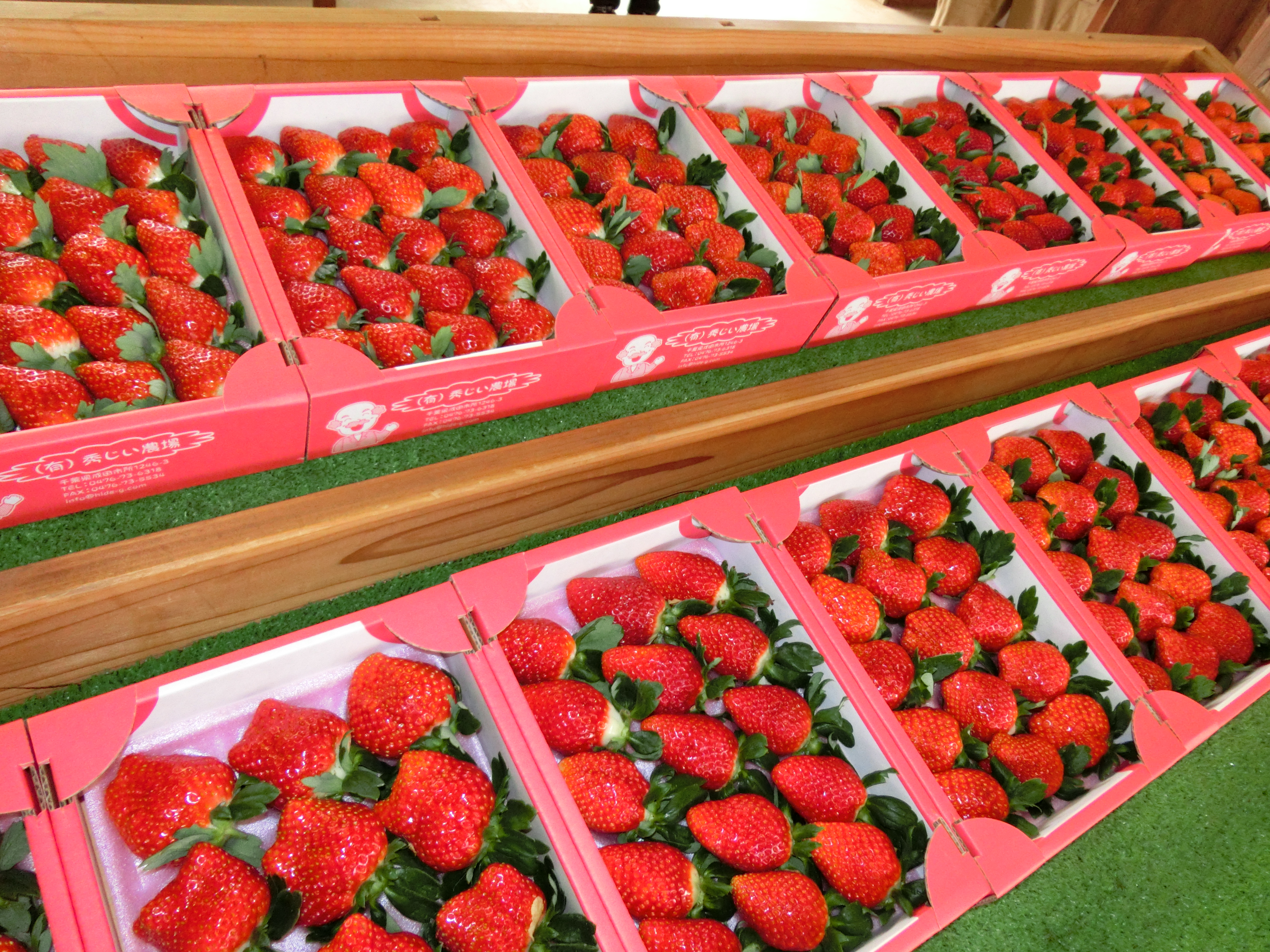 都心から１時間。東関道大栄ＩＣから５分の好アクセスの場所に１日中遊べるエリア最大級の農業テーマパークが7月31日（土）グランドオープン。のサブ画像5_収穫されたばかりの新鮮な苺を販売（１２月～５月頃まで）