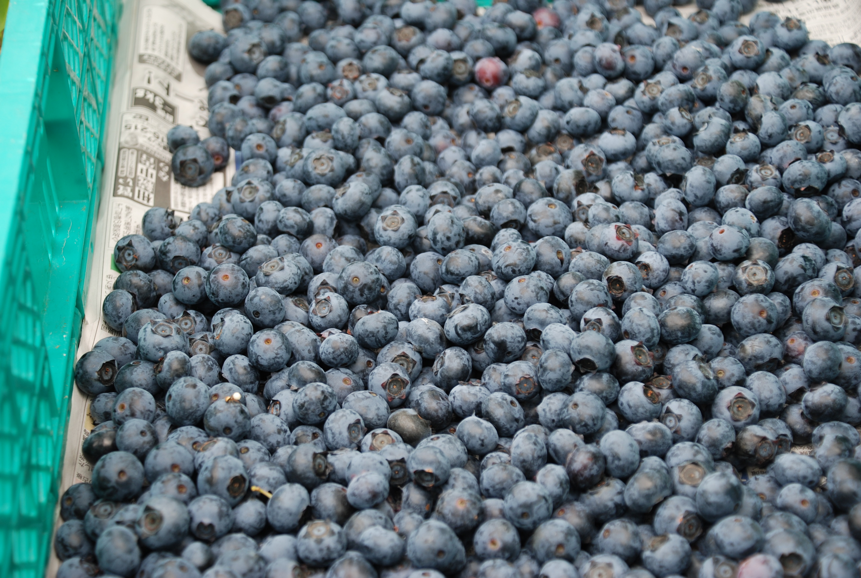 収穫期間はたったの３週間。冷凍は一切使用せず新鮮なブルーベリーが収穫できる期間だけ提供するブルーベリーの芦屋ぷりんを7月９日（金）より緊急発売のサブ画像5