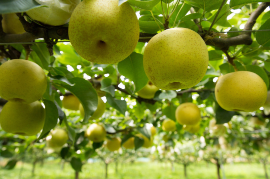 【ウェスティン都ホテル京都】京丹後「白岩恒美農園」で作られた梨を使用 梨パフェ販売のサブ画像3