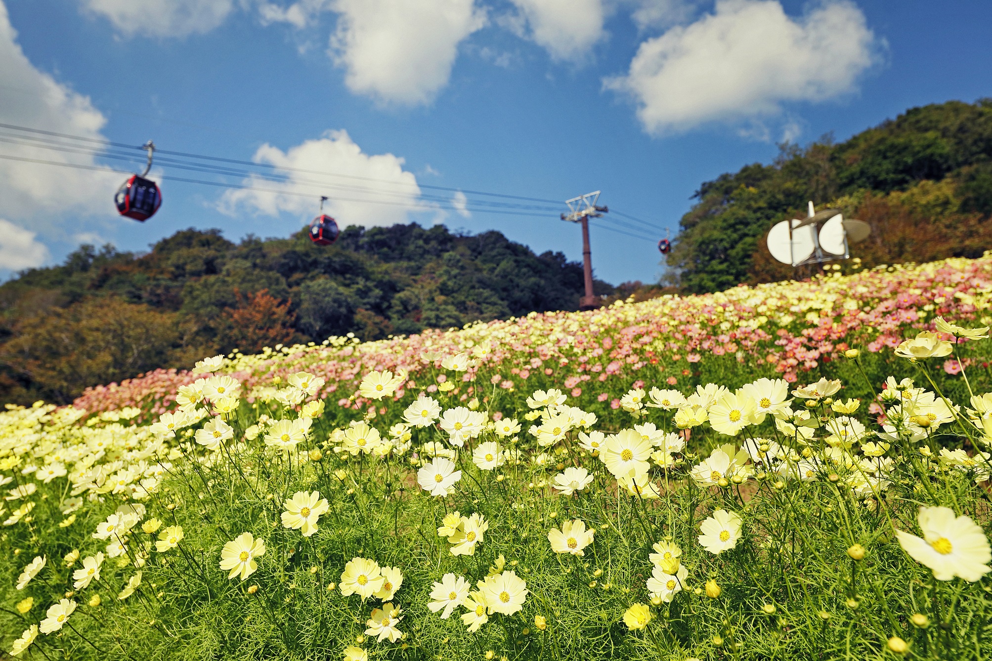 都会の山上リゾート「神戸布引ハーブ園」で「収穫の秋フェア」を開催中！秋色に色づくガーデンや山々に囲まれ、「秋の味覚」を堪能いただけます。秋の果物をふんだんに使ったオリジナルスイーツなどが登場します。のサブ画像1_コスモス　10月上旬-12月上旬