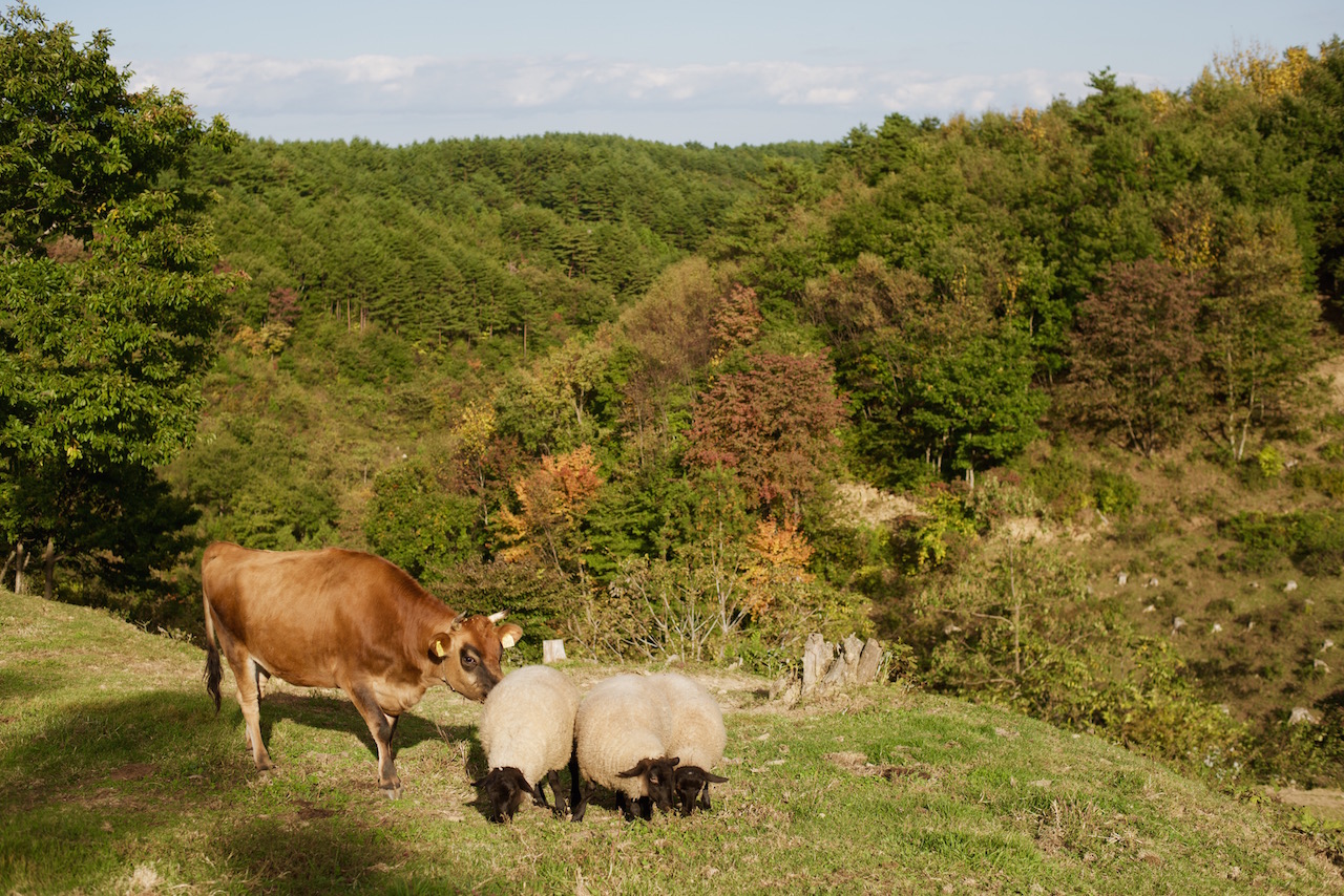 日本初！牛、ヤギ、羊のアイスクリーム、驚きの新登場！のサブ画像5