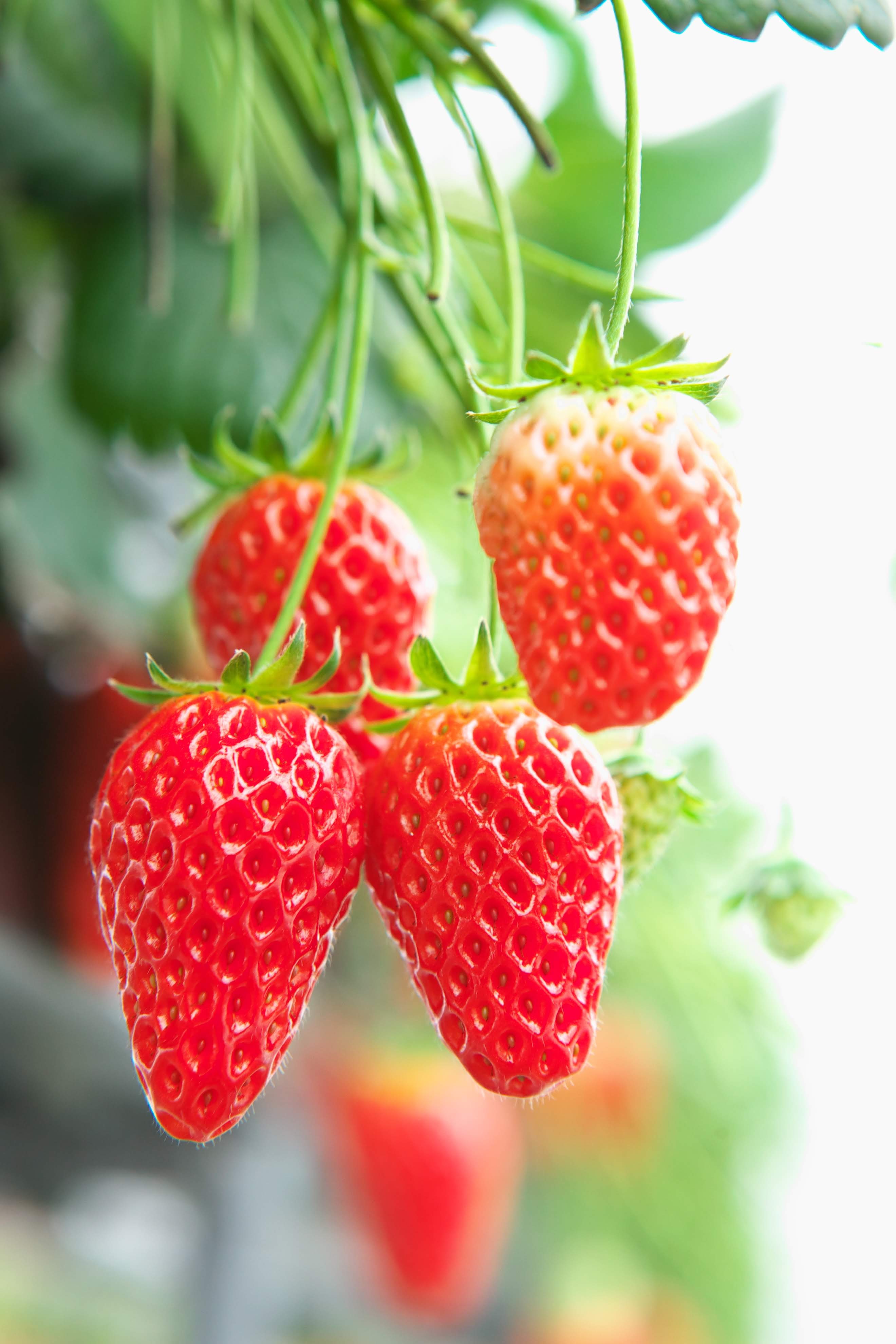 琵琶湖マリオットホテル　スイーツからセイボリーまでいちごづくしのアフタヌーンティー「Strawberry Afternoon Tea」を発売のサブ画像4