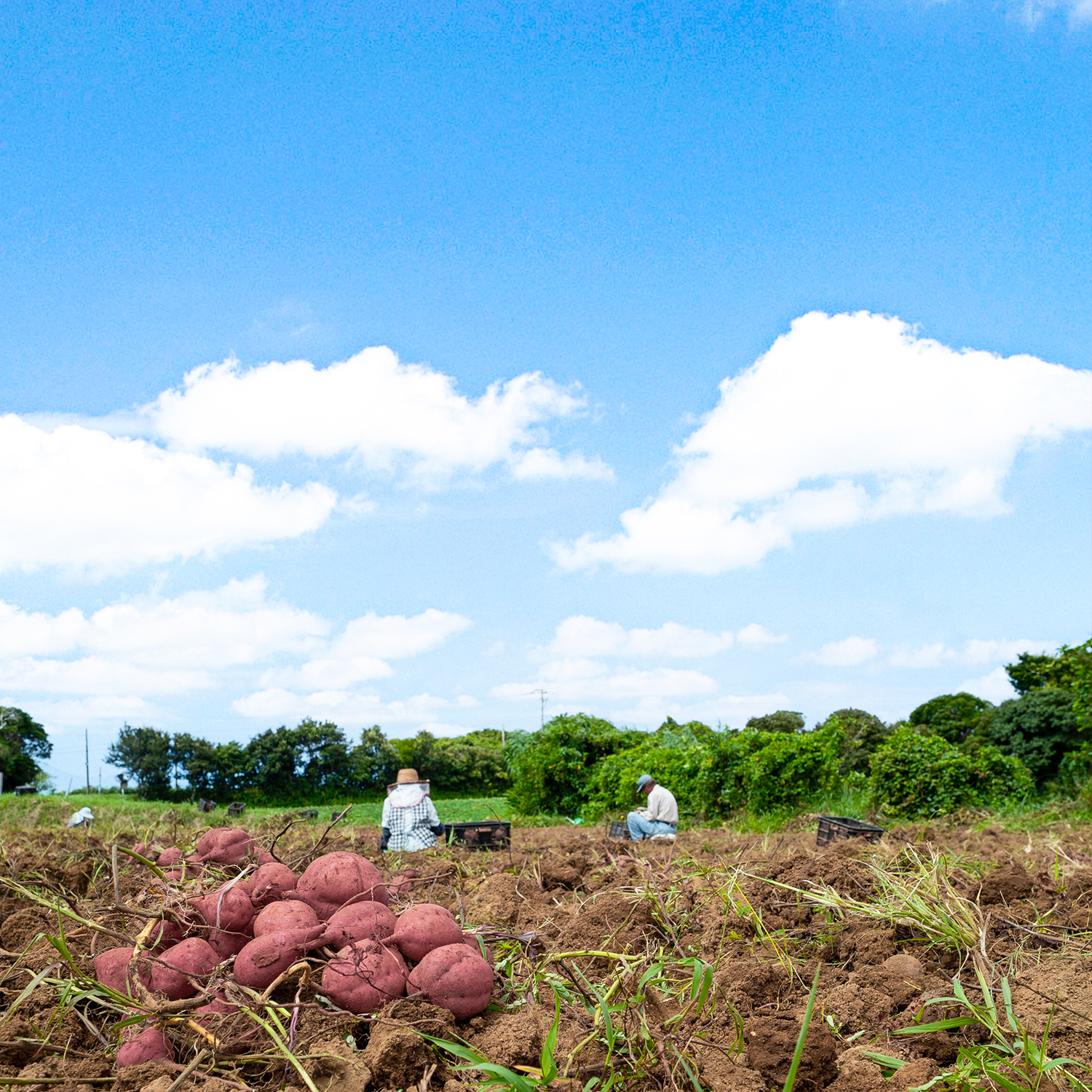 株式会社シンティトロが種子島の魅力を伝える新ブランド「taneco」より「種子島生まれの安納やきいも」を2021年12月24日販売開始のサブ画像3