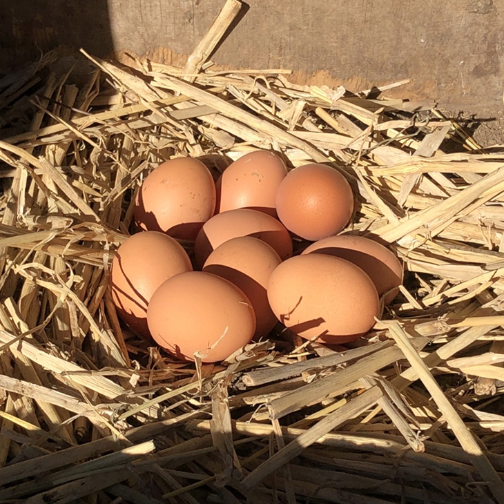 【西武池袋本店】西武鉄道「特急ラビュー」で届く「朝採れいちご」と「朝産み卵」特別販売会のサブ画像4_※画像はイメージです
