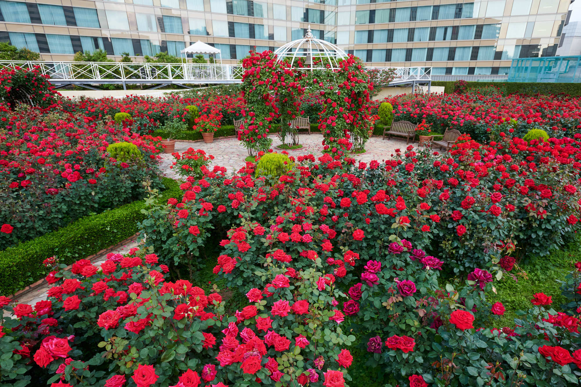 3万輪が咲き誇る、春のレッドローズを五感で愉しむ宿泊プラン2種を販売開始！のサブ画像2_Red Rose Garden
