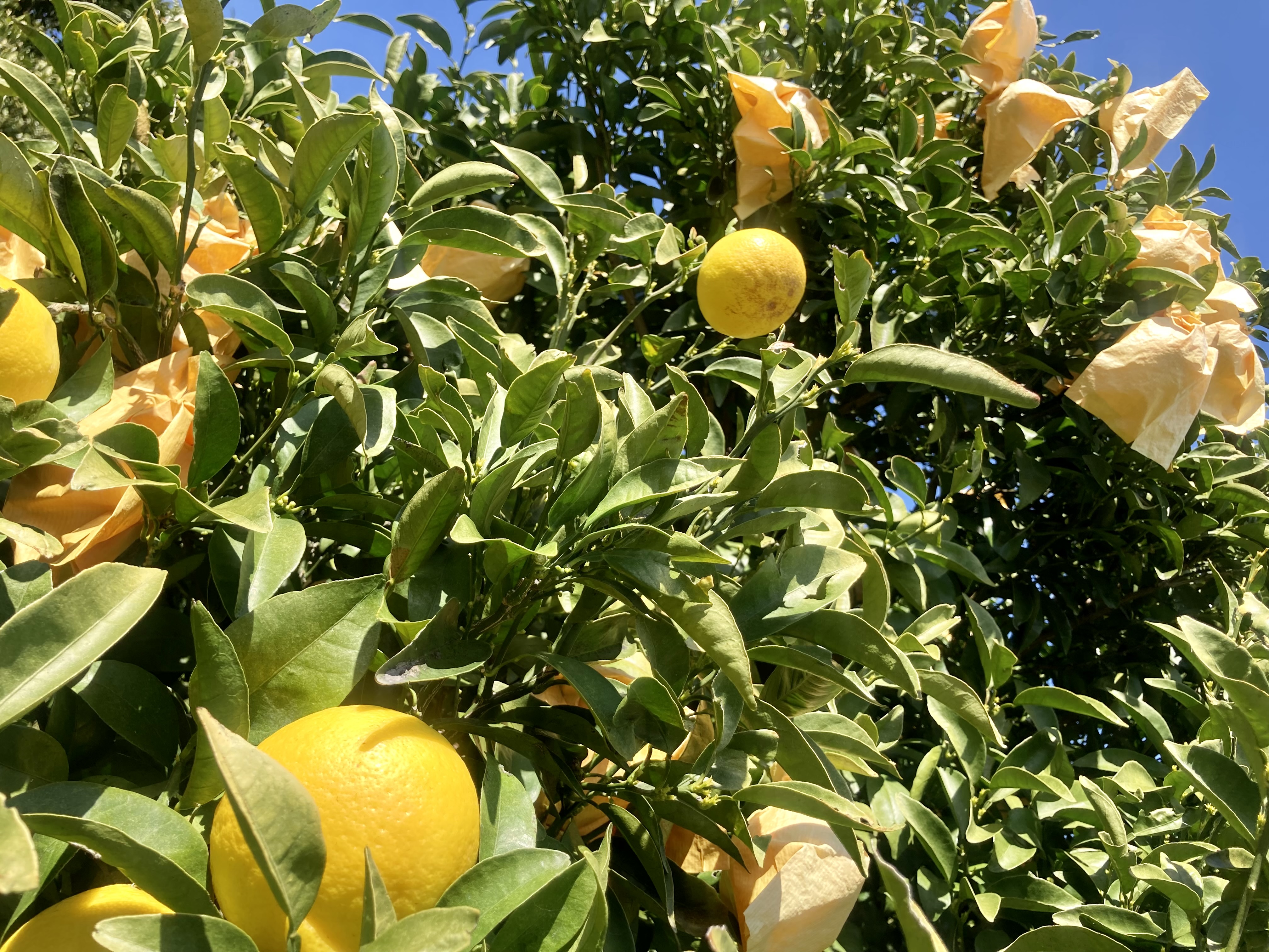 伊豆産ニューサマーオレンジパフェを期間限定販売のサブ画像4_太陽をいっぱい浴びて育つニューサマーオレンジ