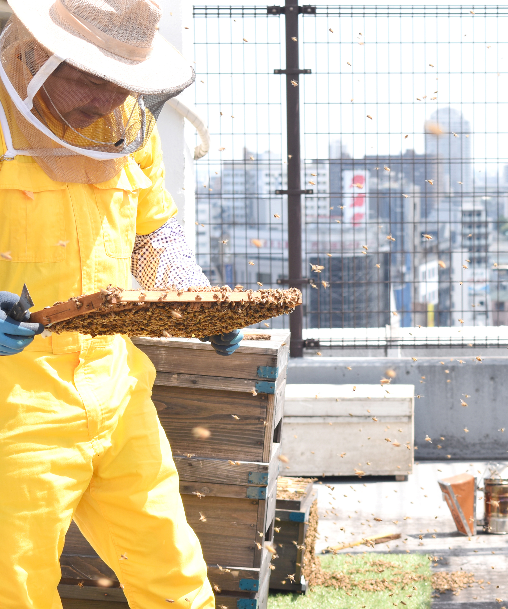 【L’ABEILLE】チョコレートに似た風味を持つ稀少な”キャロブ”はちみつや、はちみつを贅沢に練りこんだ“はちみつボンボンショコラ”が登場！「バレンタインギフト」のサブ画像16_都市養蜂イメージ