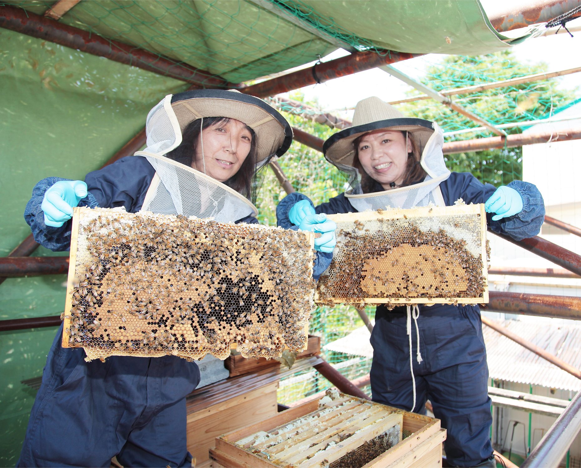 【新横濱土産！】横浜の公園産はちみつ使用「横濱ローズコロレ はちみつリーフパイ」JR新横浜駅にて販売開始（横浜市新杉田公園）のサブ画像5_スタッフがみつばちの飼育管理を行っています